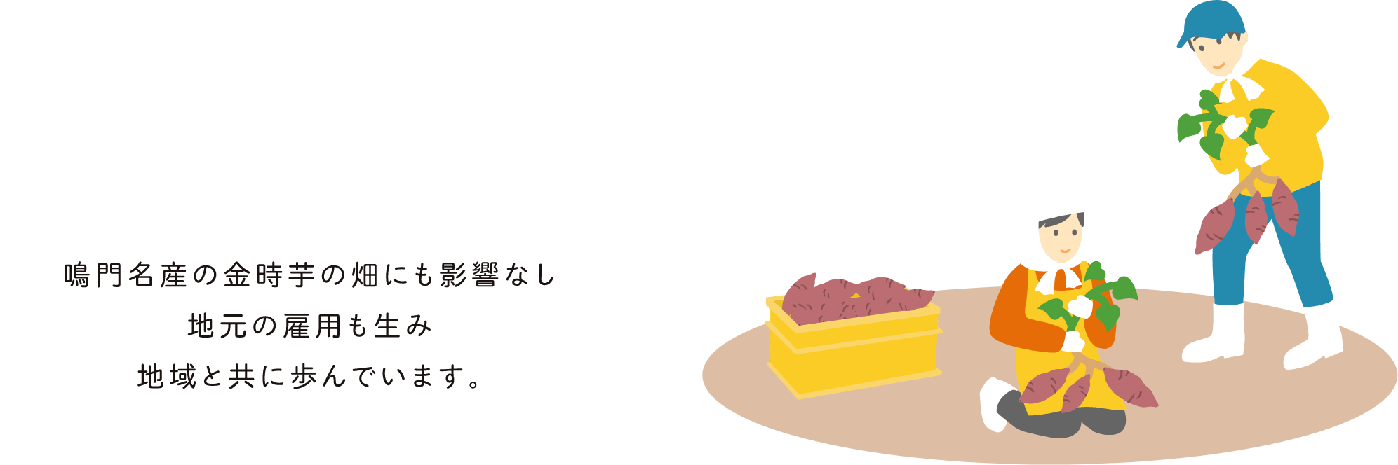 鳴門名産の金時芋の畑にも影響なし地元の雇用も生み地域と共に歩んできます。